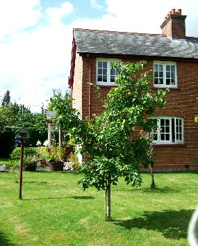 A quiet relaxed dorset hideaway cottage and retreat